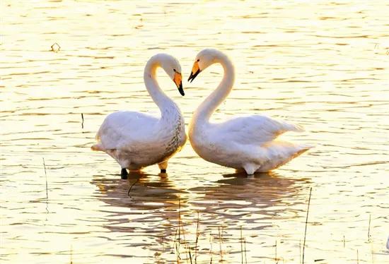 三门峡：“天鹅之城”奏响“冬季恋歌”