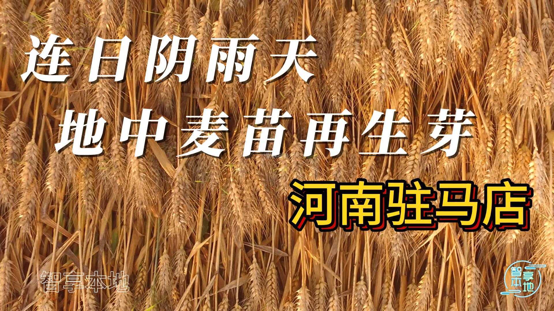 雨停了，驻马店部分麦苗栽倒了，颗粒已经长芽了！